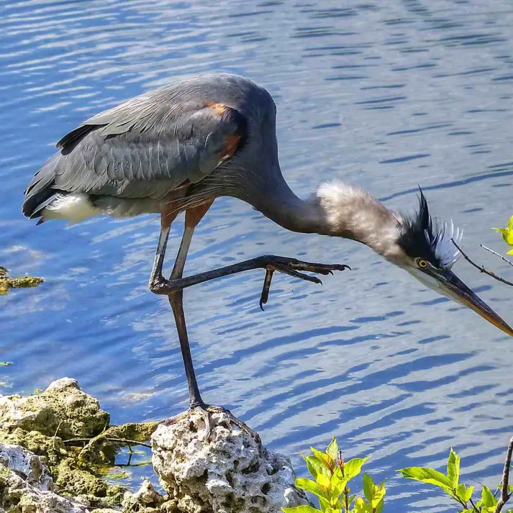 Murrells Inlet